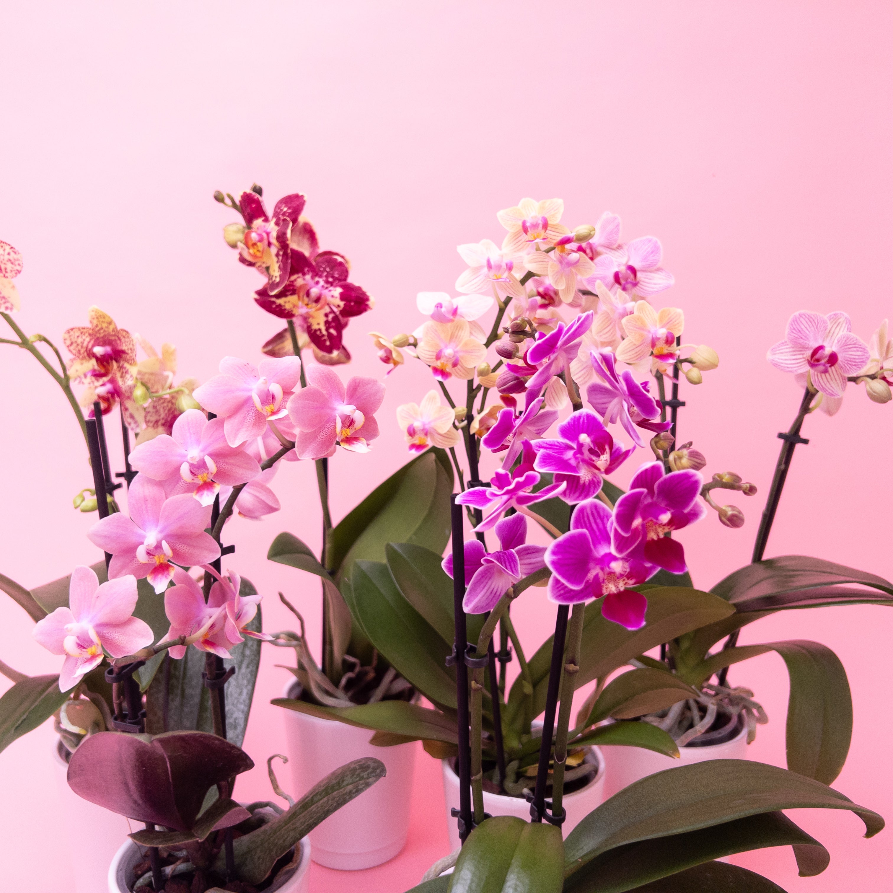Mini Phalaenopsis Orchid Plants
