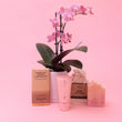 Orchid and Treats Gift Box
