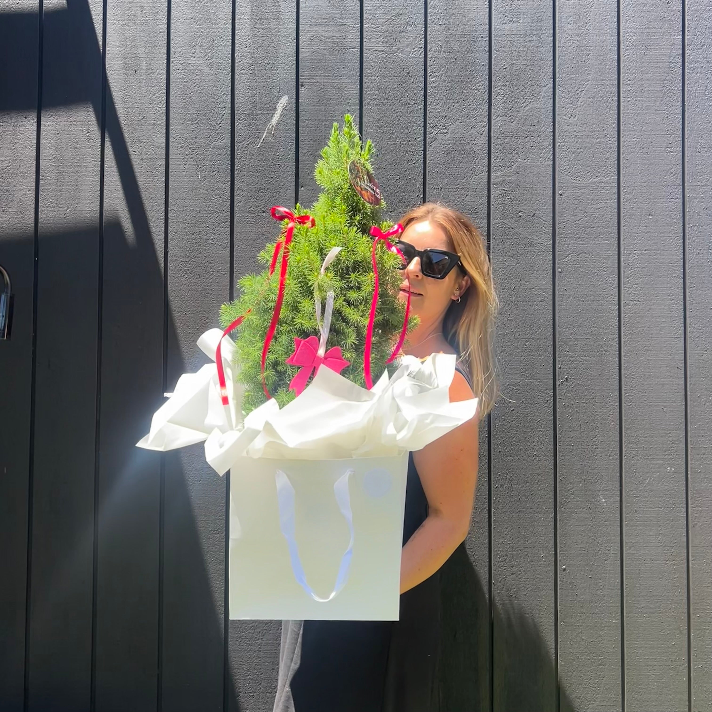 Mini Fresh Christmas Trees