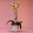 Elegant Phalaenopsis Orchid Plants