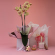Spoil Her - Phalaenopsis Orchid Gift Set