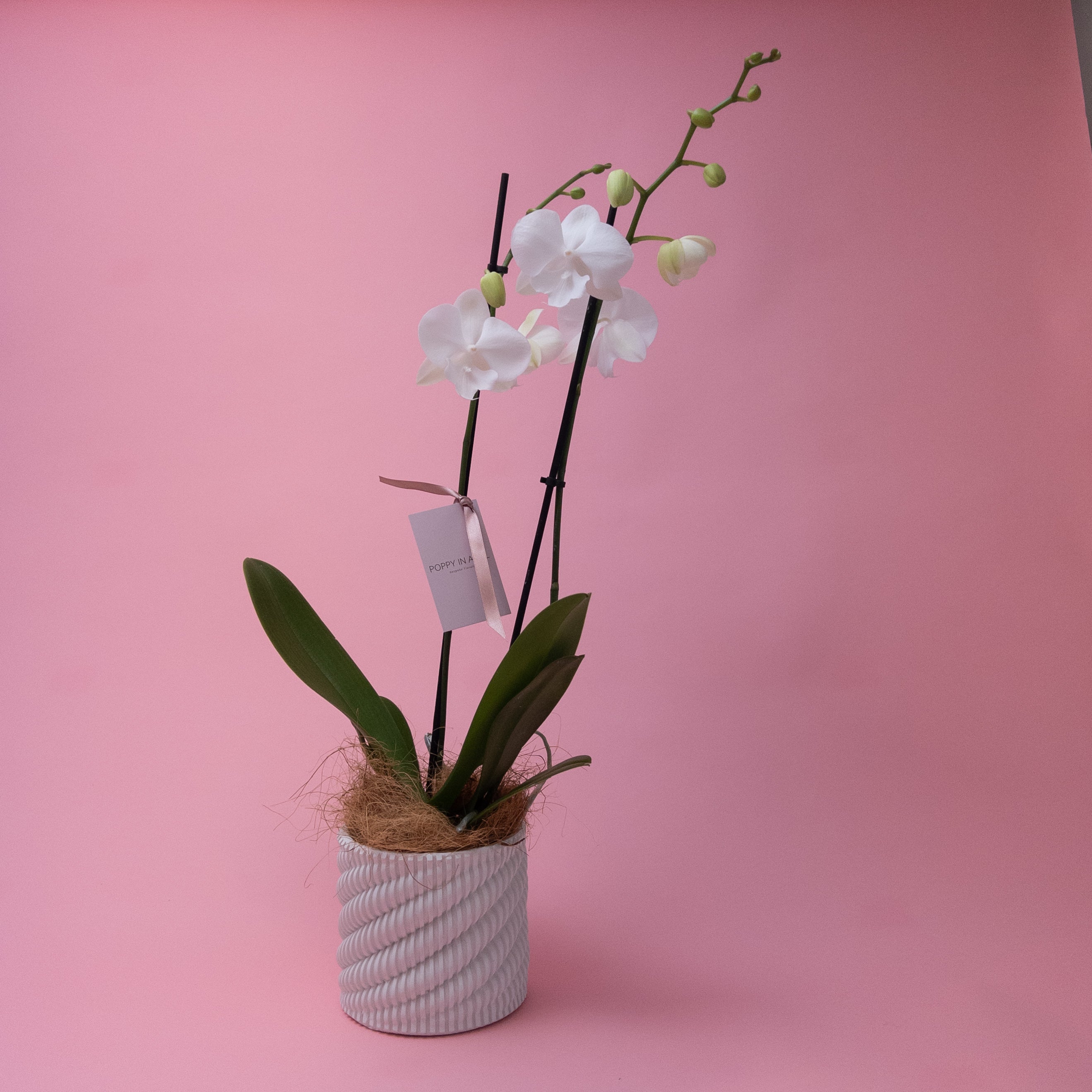 Phalaenopsis Orchid Plant