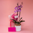 Mothers Day Orchid Plant + Chocolate