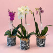 Compact Phalaenopsis Orchid Plants