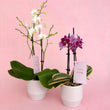 Mini Phalaenopsis Orchid Plants