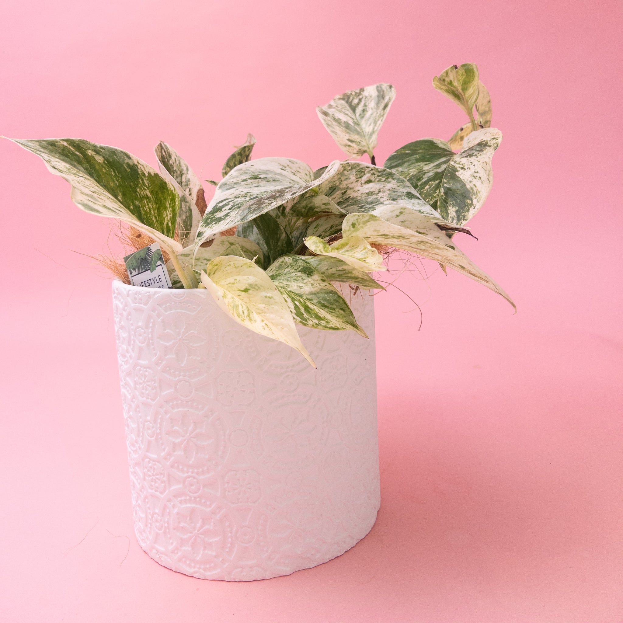Heartleaf Philodendron Indoor Plant