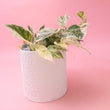 Heartleaf Philodendron Indoor Plant