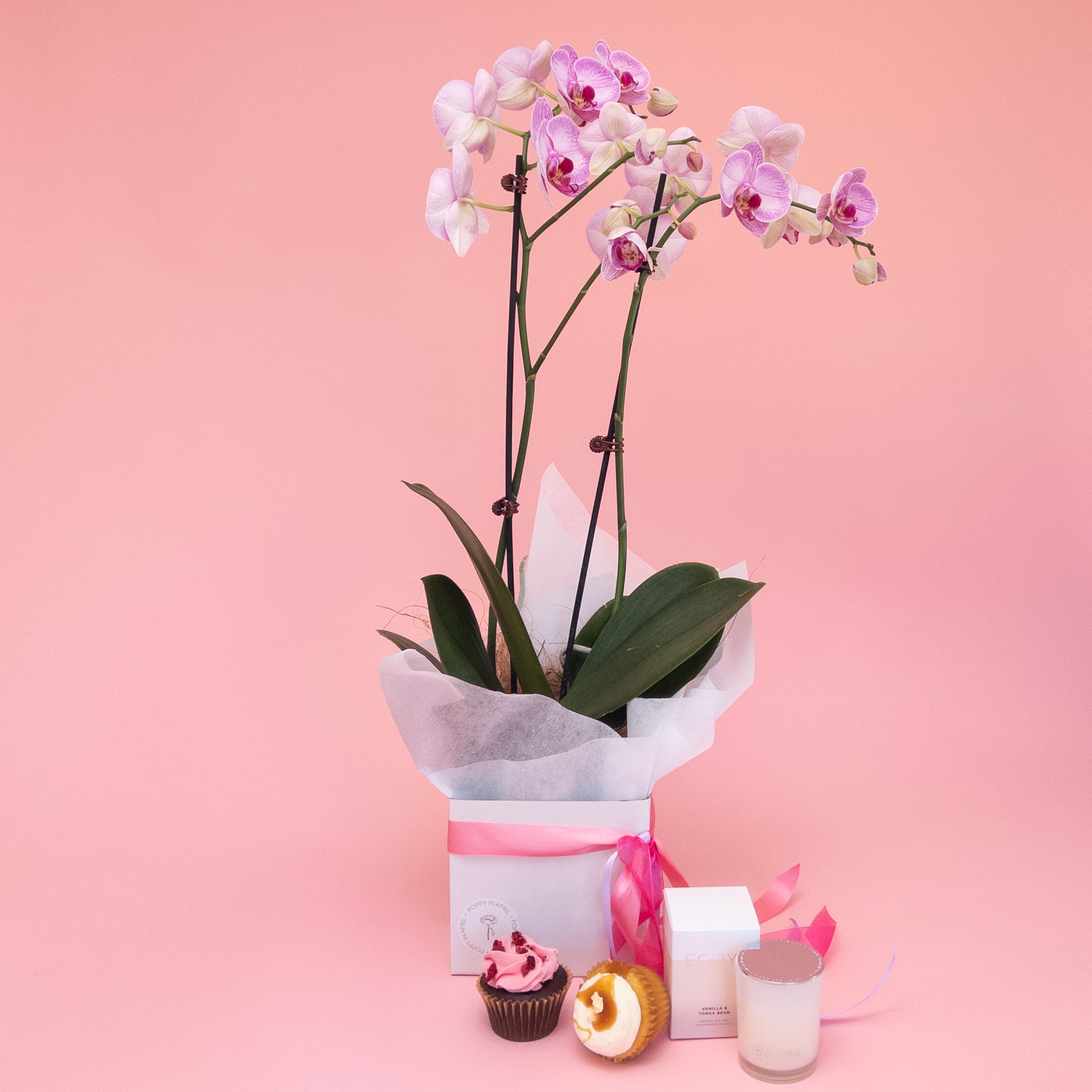 Spoil Her - Phalaenopsis Orchid Gift Set