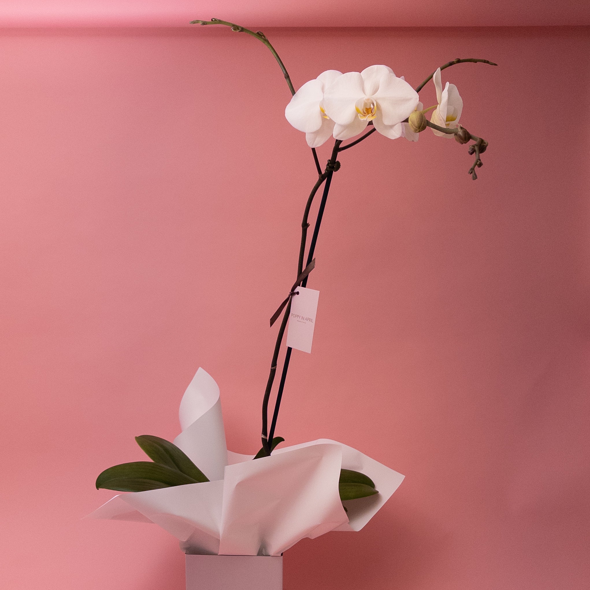 Extra Large Branching Orchids