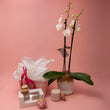 Spoil Her - Phalaenopsis Orchid Gift Set