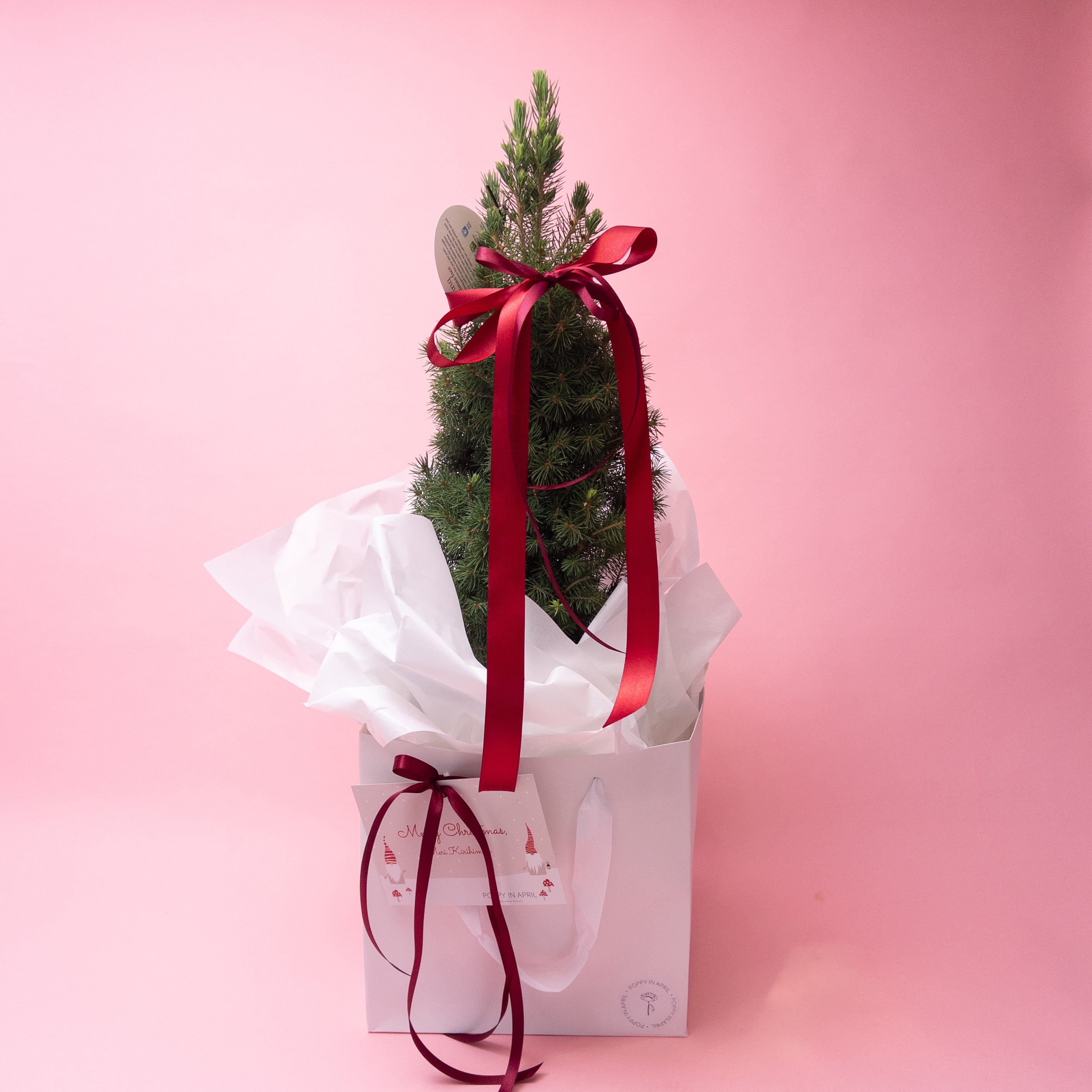 Mini Fresh Christmas Trees