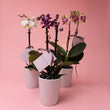Mini Phalaenopsis Orchid Plants