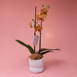 Phalaenopsis Orchid Plant