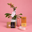 Orchid and Treats Deluxe Gift Set