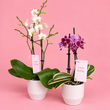 Mini Phalaenopsis Orchid Plants