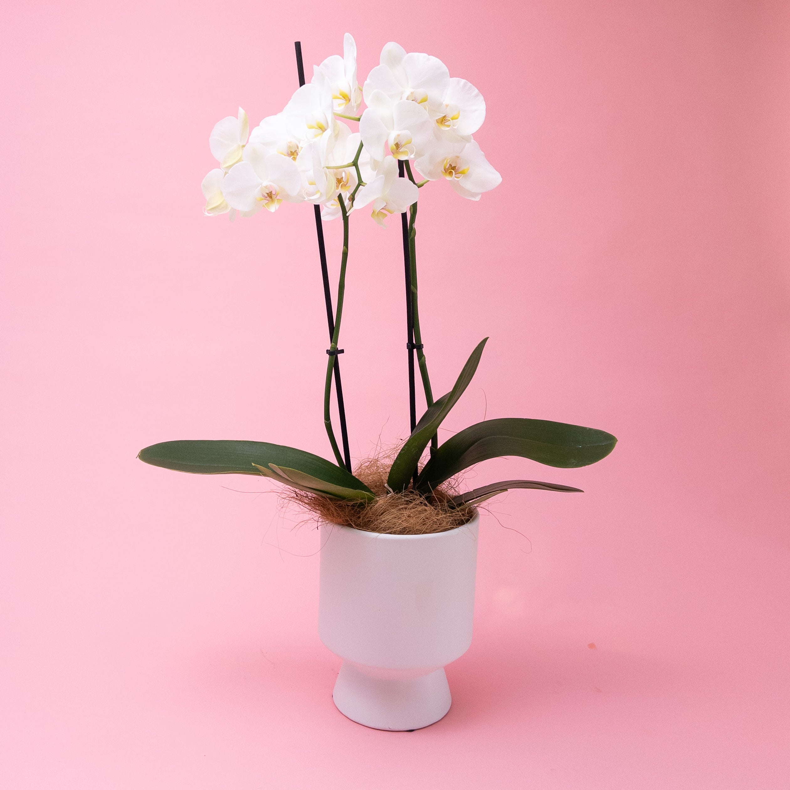 Phalaenopsis Orchid Plant