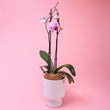 Phalaenopsis Orchid Plant