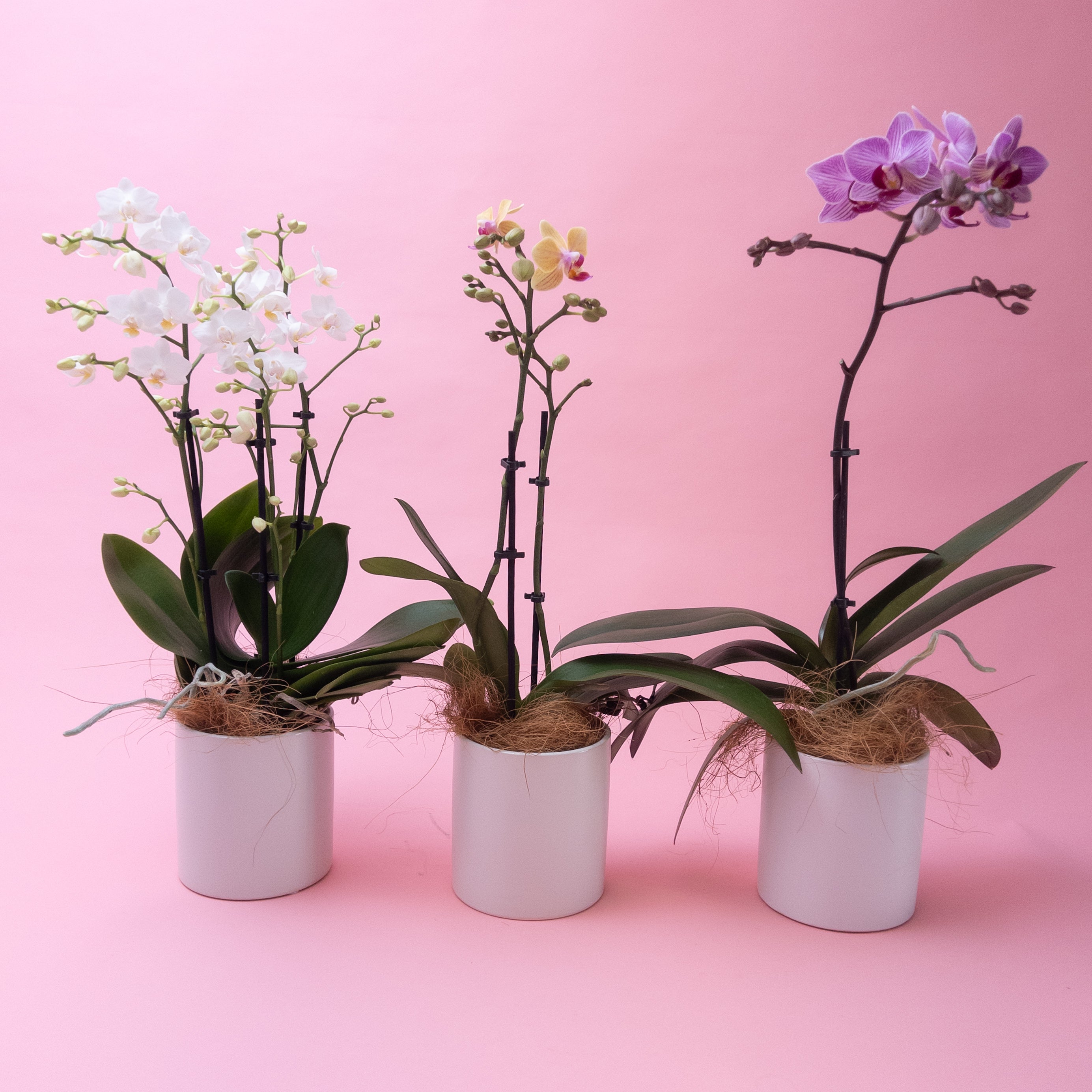 Mini Phalaenopsis Orchid Plants