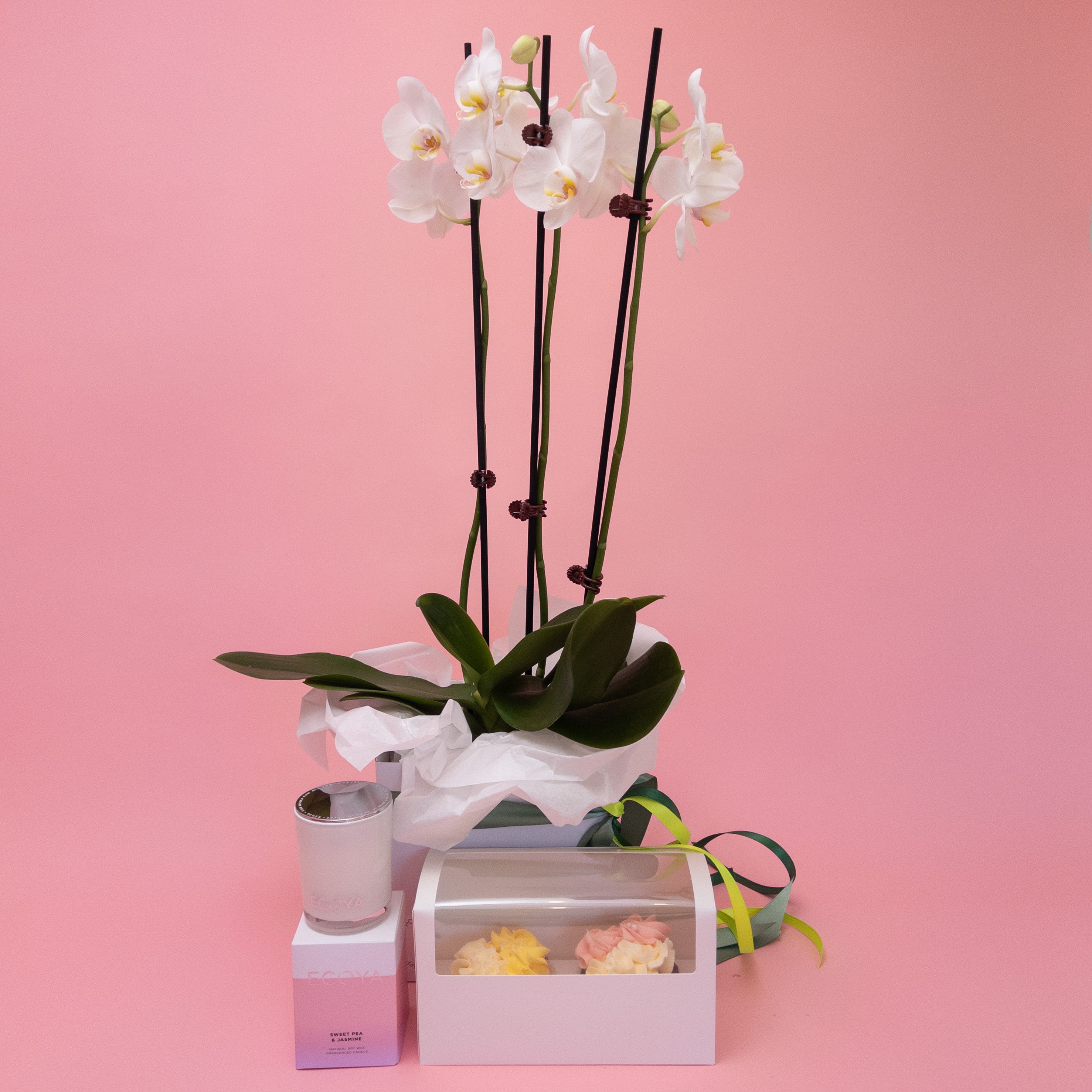 Spoil Her - Phalaenopsis Orchid Gift Set