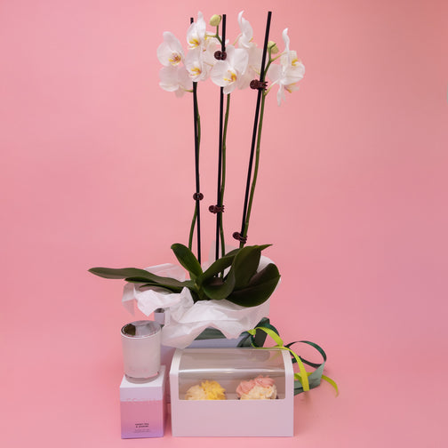 Spoil Her - Phalaenopsis Orchid Gift Set