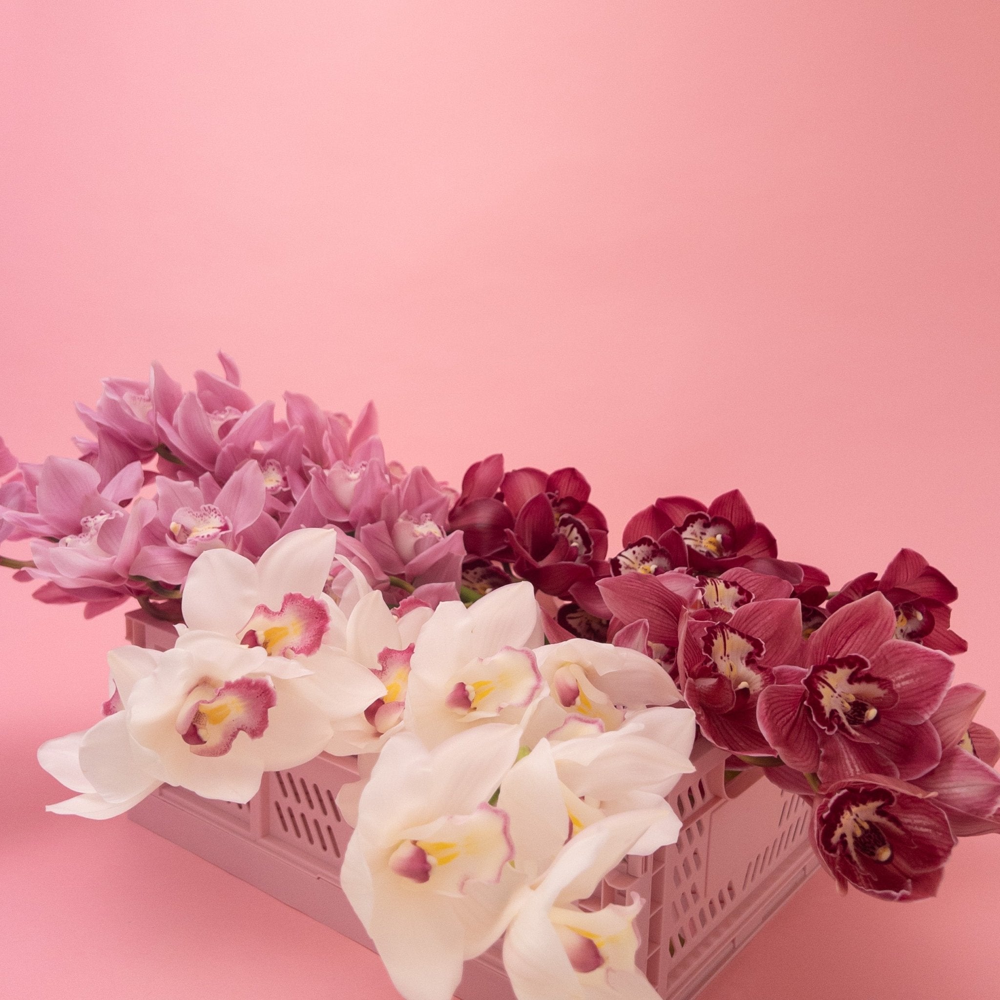 Beautiful Locally Grown Orchids - Poppy In April
