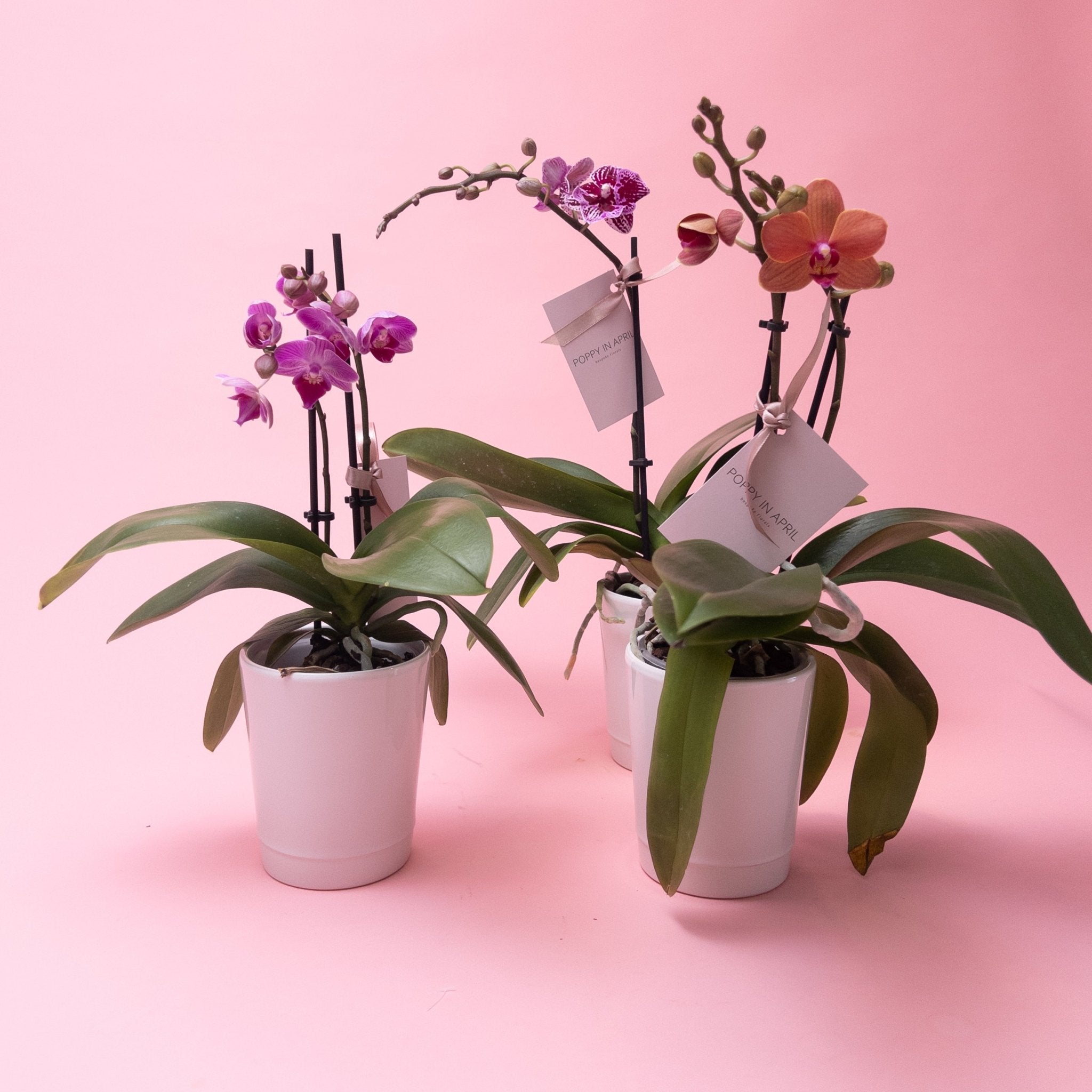 Mini Phalaenopsis Orchid Plants - Poppy In April