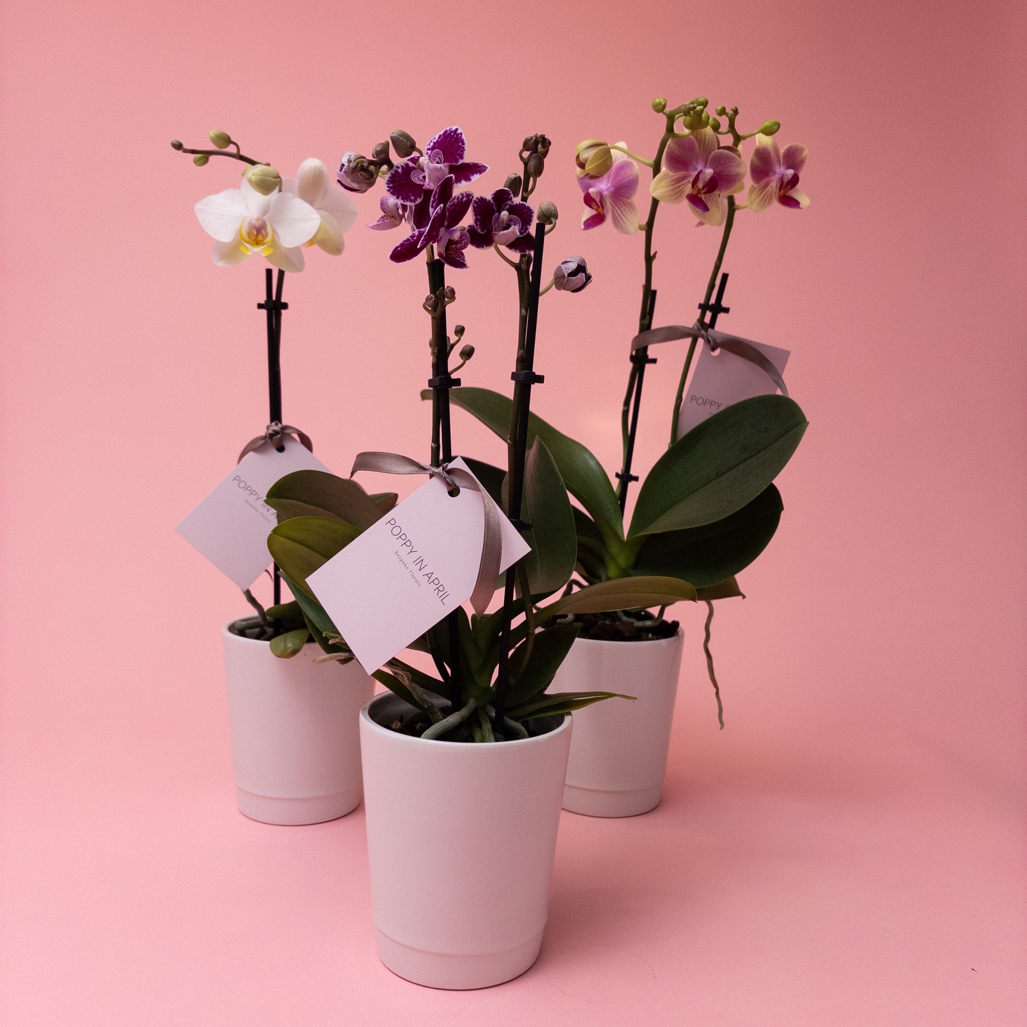 Mini Phalaenopsis Orchid Plants - Poppy In April