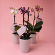 Mini Phalaenopsis Orchid Plants - Poppy In April