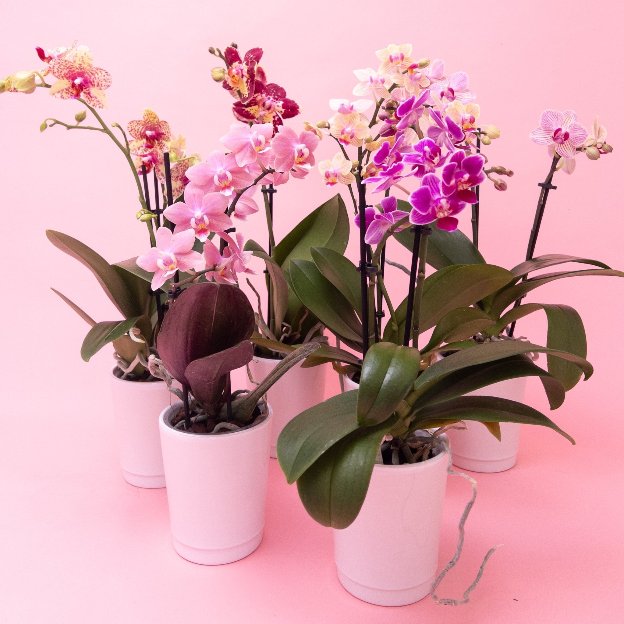 Mini Phalaenopsis Orchid Plants - Poppy In April