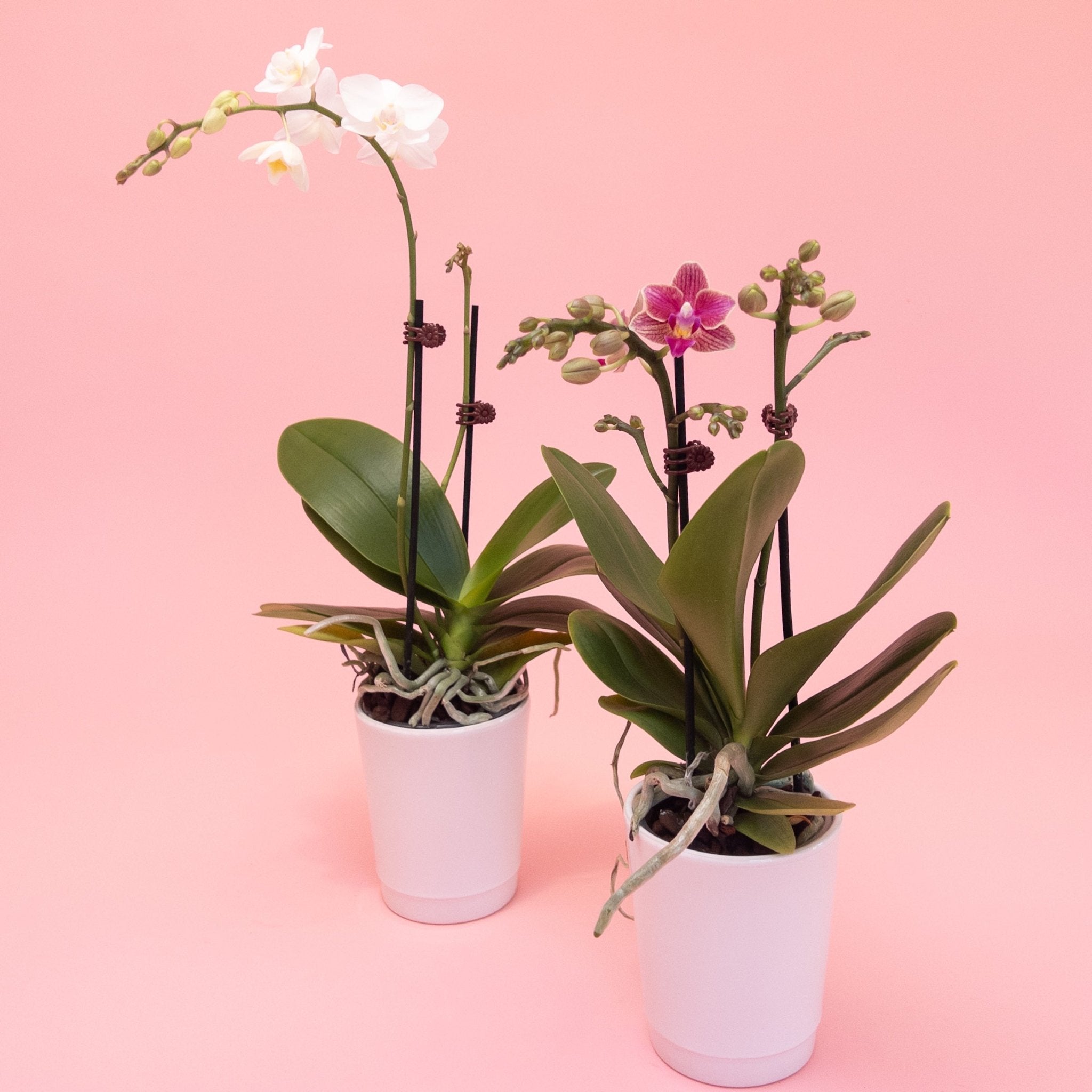 Mini Phalaenopsis Orchid Plants - Poppy In April