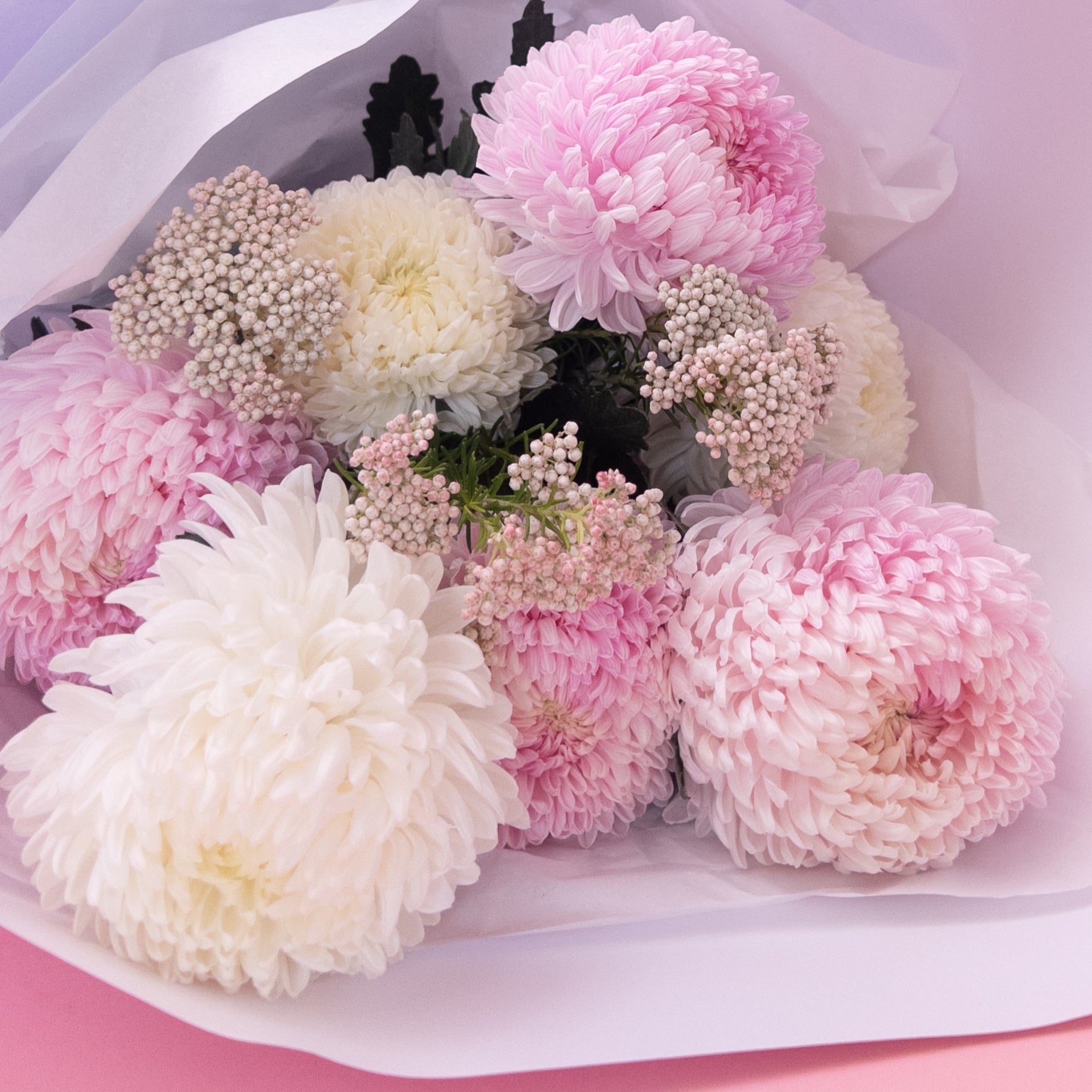 Peony Chrysanthemums - Poppy In April