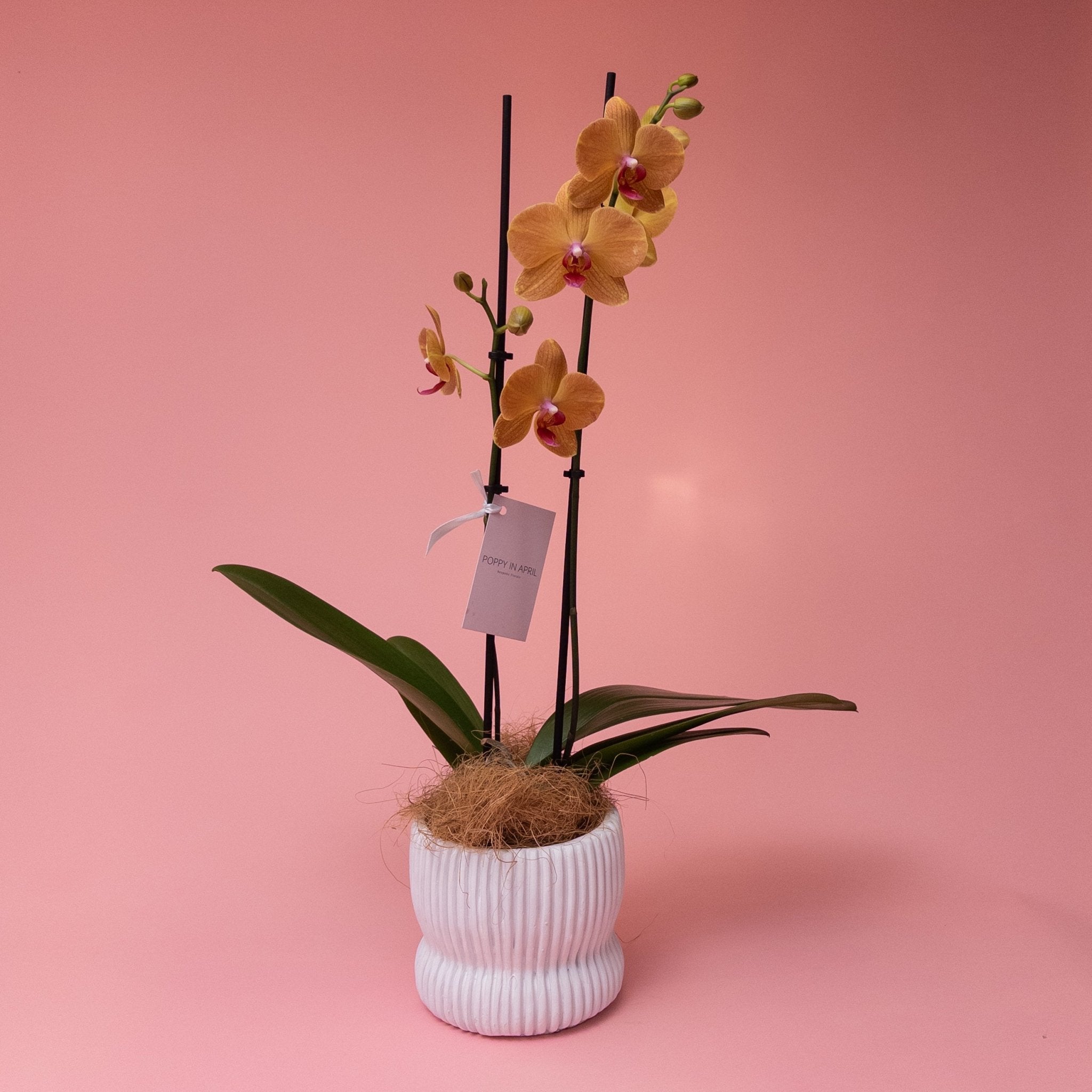 Phalaenopsis Orchid Plant - Poppy In April