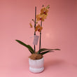 Phalaenopsis Orchid Plant - Poppy In April