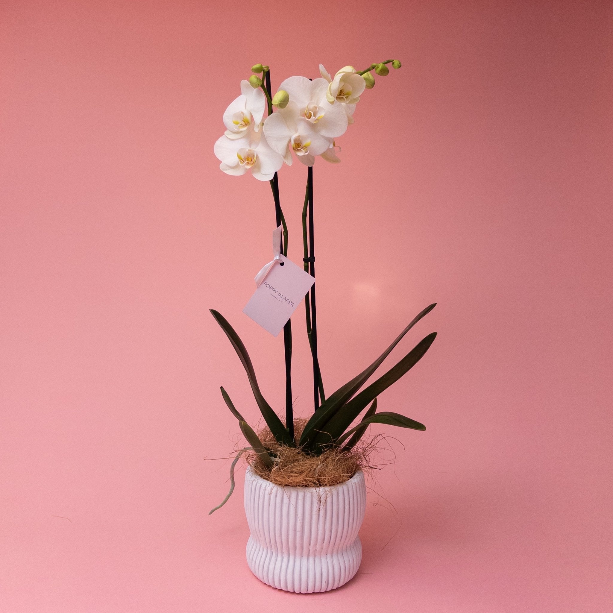 Phalaenopsis Orchid Plant - Poppy In April