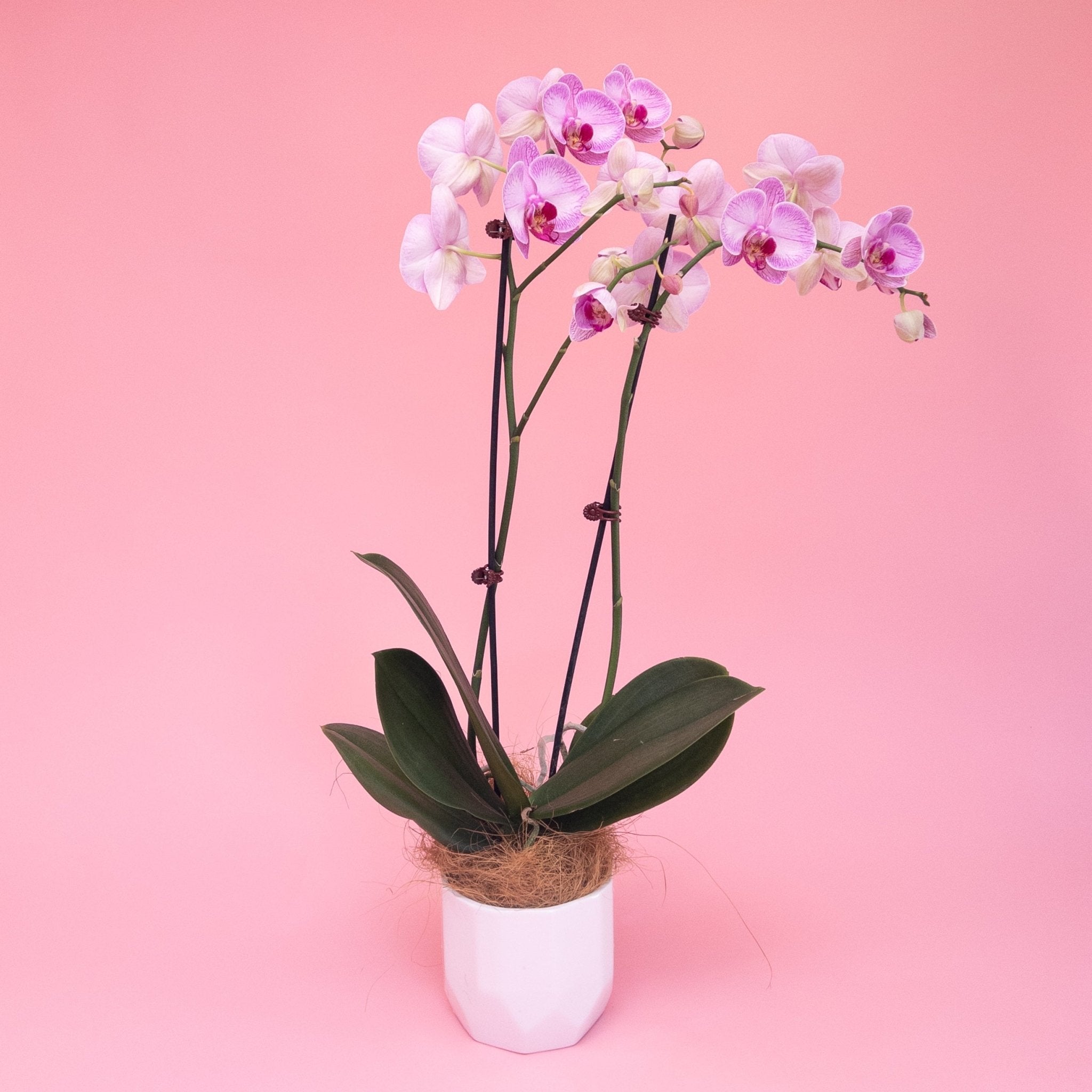 Phalaenopsis Orchid Plant - Poppy In April