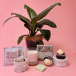 Plant And Treats Gift Box - Poppy In April