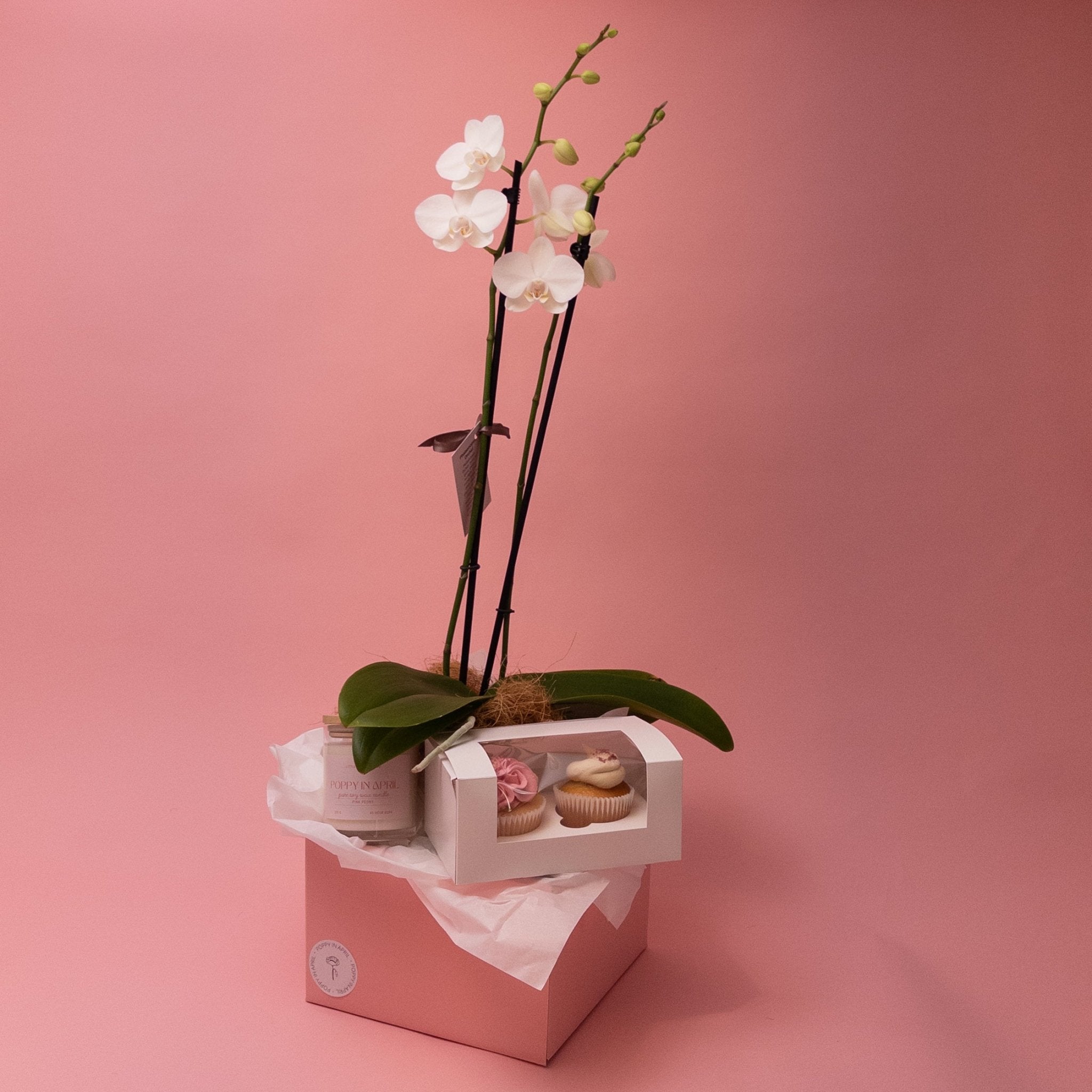 Spoil Her - Phalaenopsis Orchid Gift Set - Poppy In April