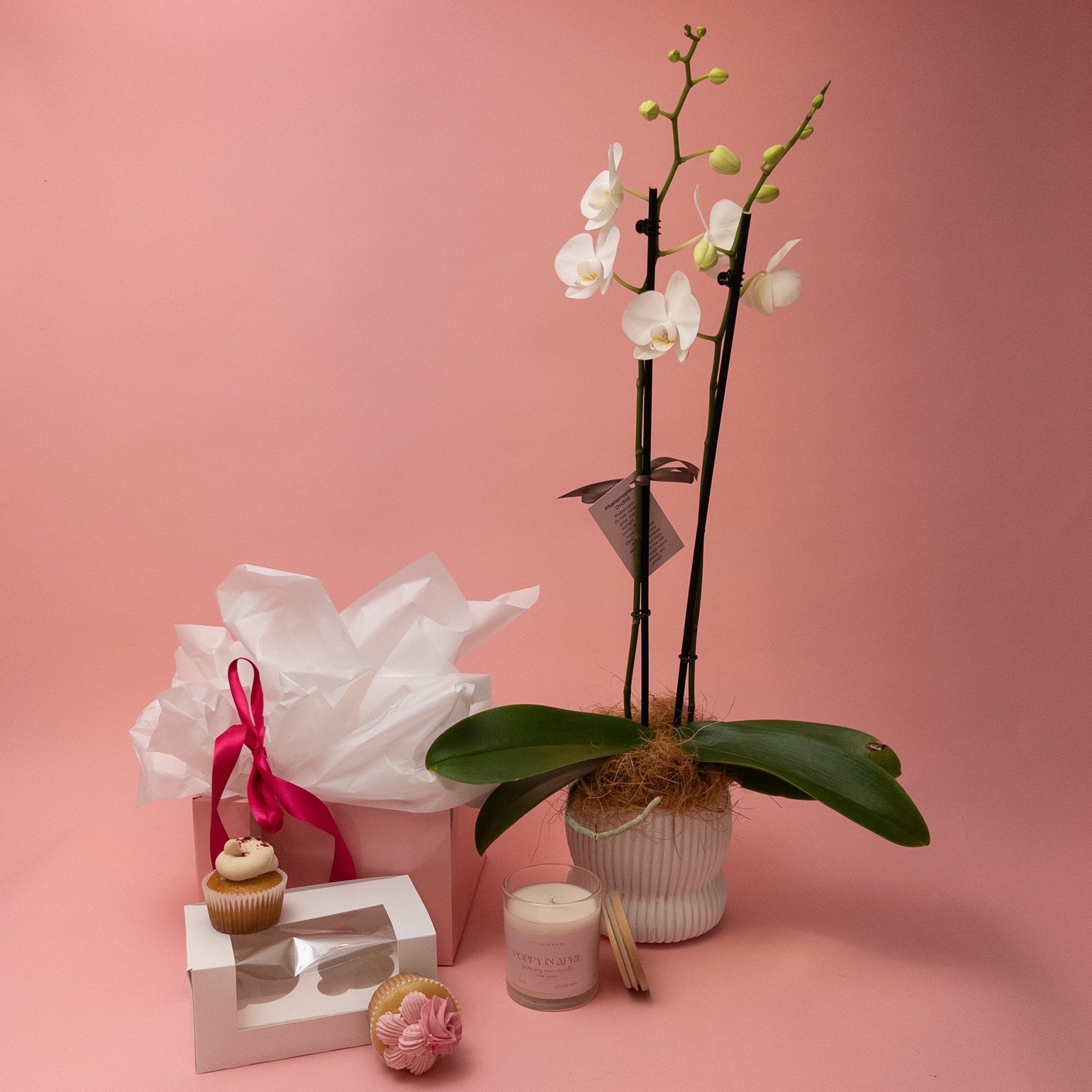 Spoil Her - Phalaenopsis Orchid Gift Set - Poppy In April