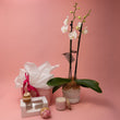 Spoil Her - Phalaenopsis Orchid Gift Set - Poppy In April