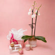Spoil Her - Phalaenopsis Orchid Gift Set - Poppy In April