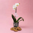 Weekly Special - Orchid + Free cookies - Poppy In April