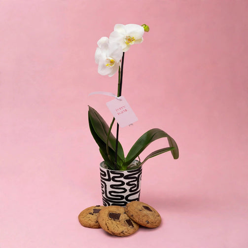 Weekly Special - Orchid + Free cookies - Poppy In April