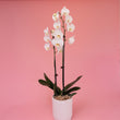 Phalaenopsis Orchid Plant